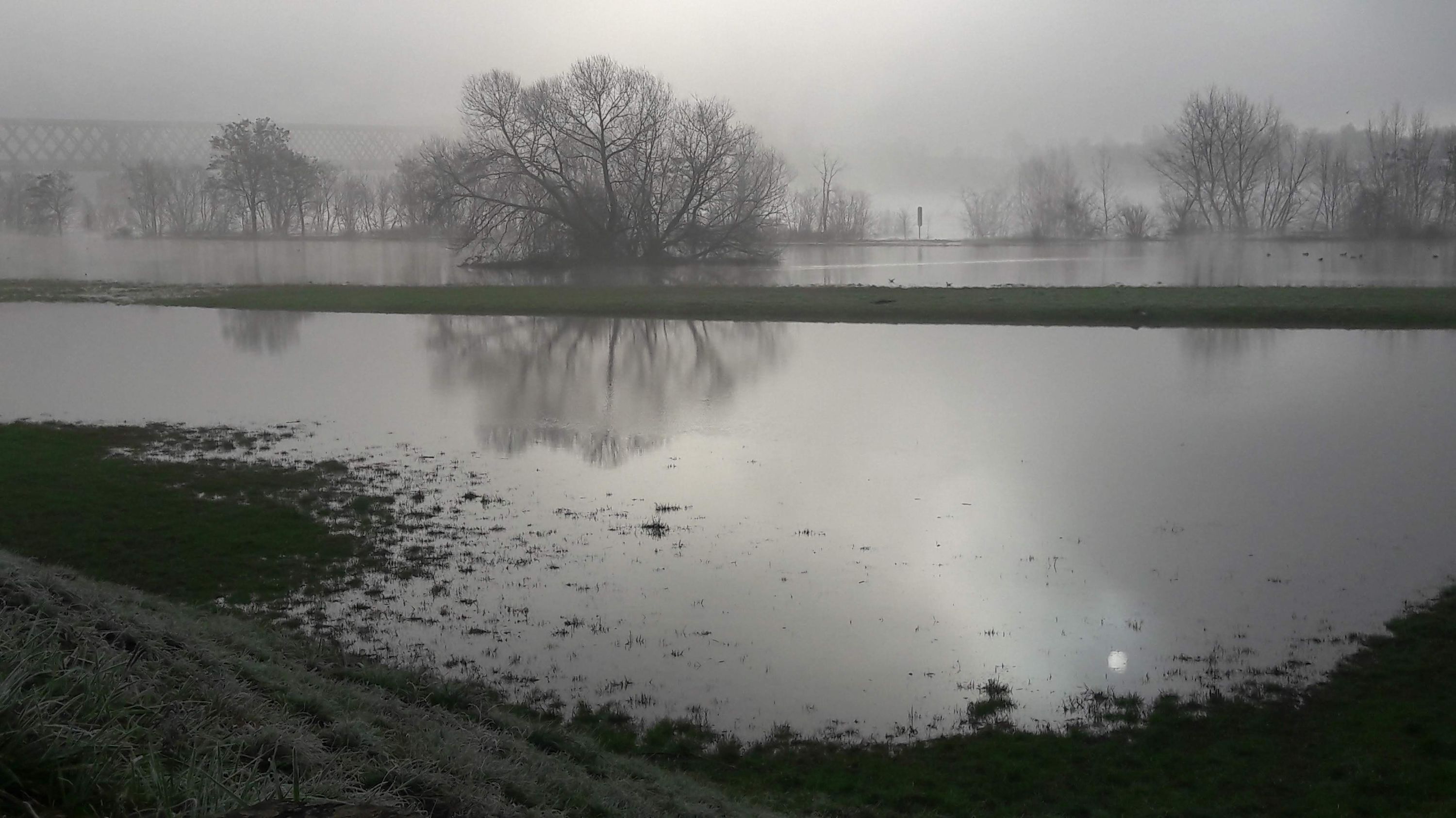 Hochwasser am Rhein