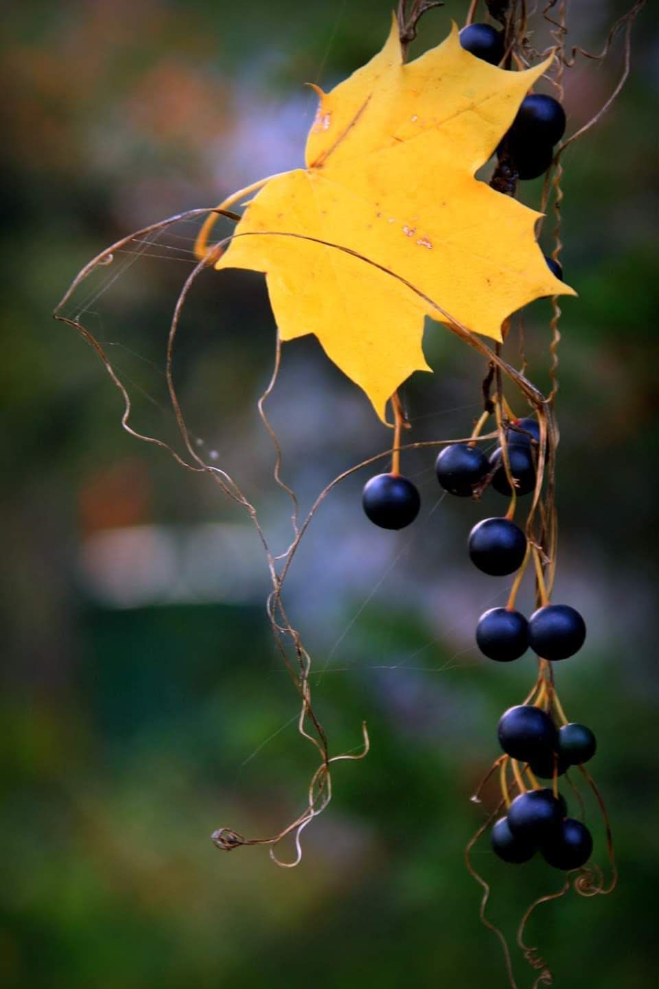 FB_IMG_1540886382402