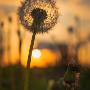 Pusteblume