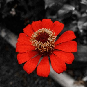 Fulgor de sangre