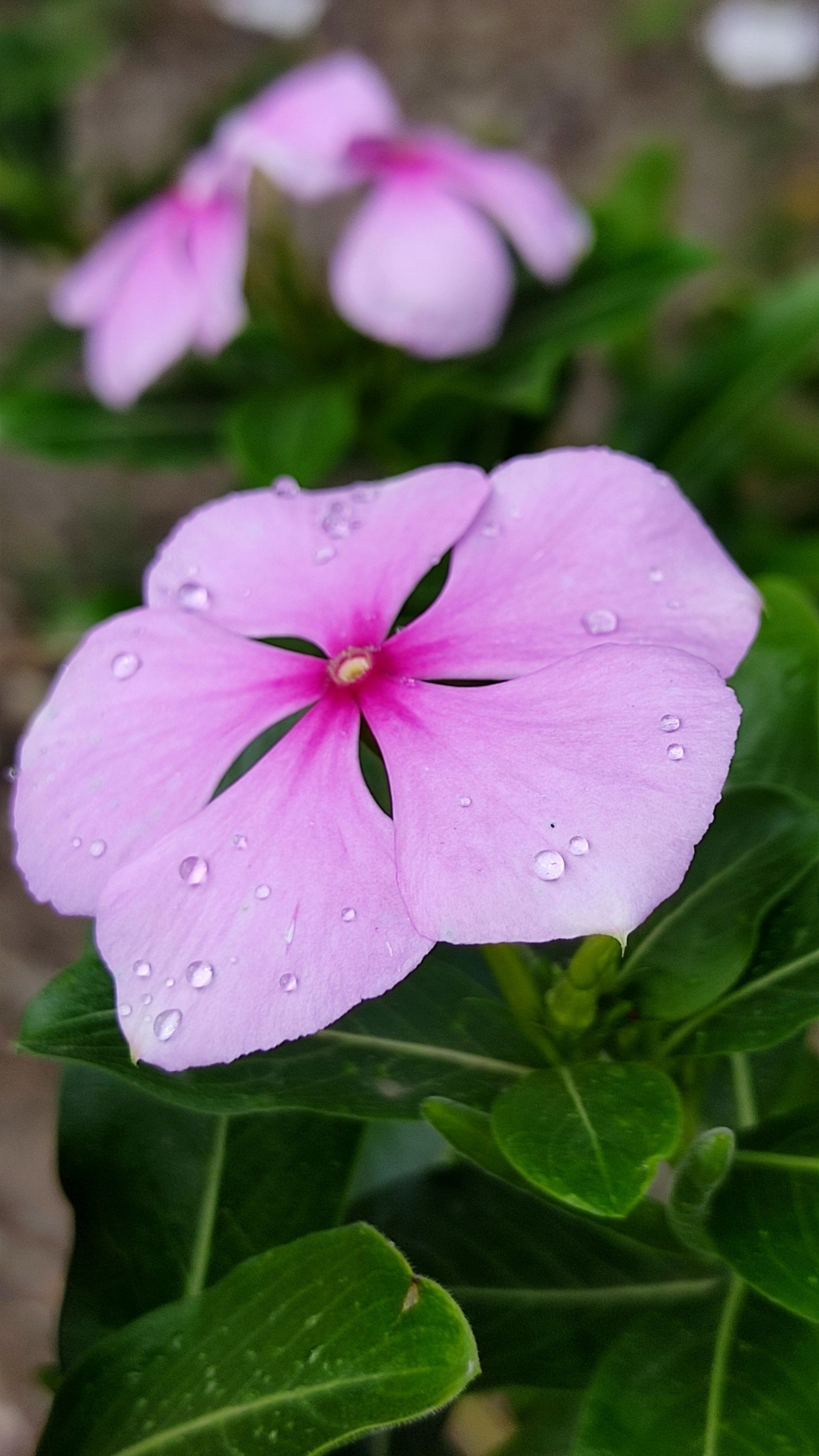Bellezas de Santander