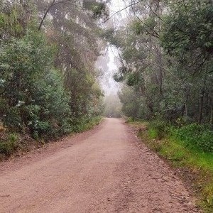 Despertar de la naturaleza