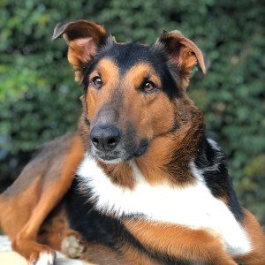 Sirius un día de descanso