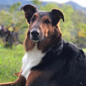 inbound4485503741310939344