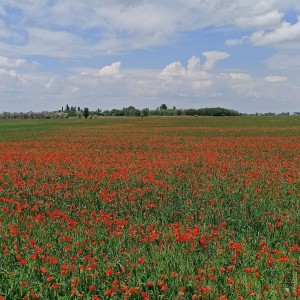 inbound6929687257728974970