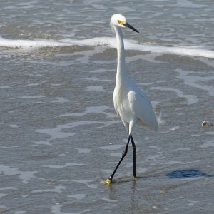 Garza Posando