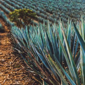 agave-2