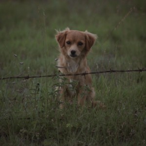 Perrito salvaje