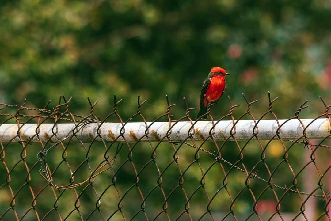 Papamoscas Cardenalito 2