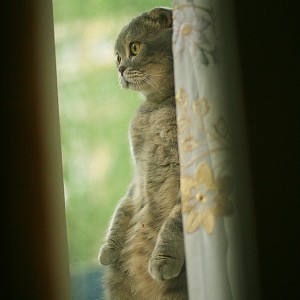 The cat and window