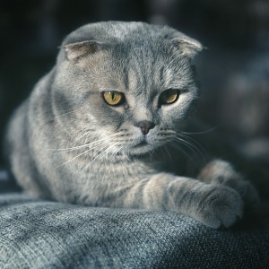 The cat