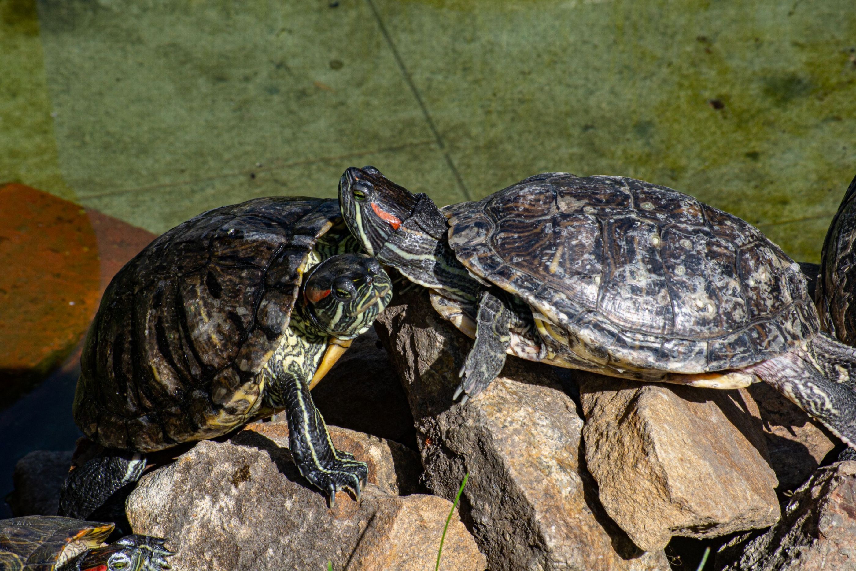 Пригрелись