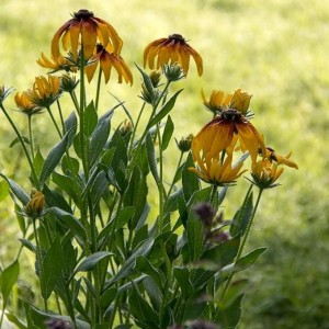 FB_IMG_1600529201567