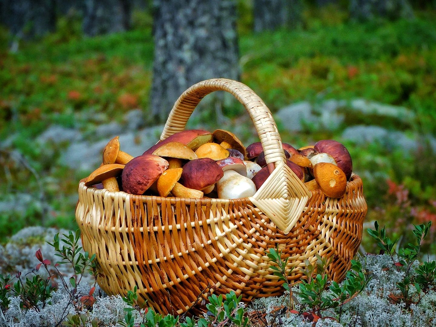 Грибной сентябрь.