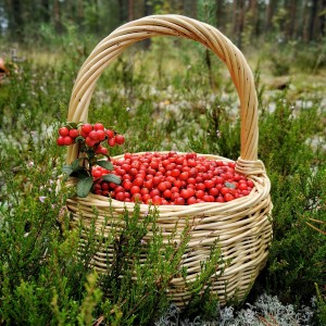 Брусника