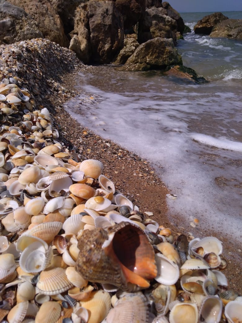 IMG-20210525-WA0001