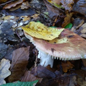 IMG-20191009-WA0012