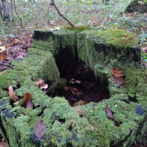 IMG-20191009-WA0015