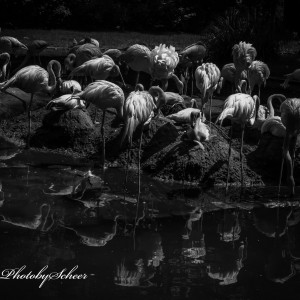 Tierpark Cottbus