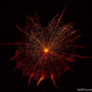 Fallschirmchen einer Pusteblume