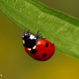 inbound3013416217328302080