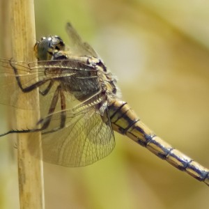 inbound9157103688752919013