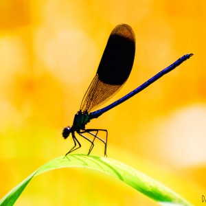 inbound379401344264261475