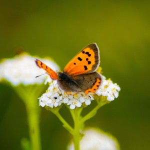 inbound3103582691566123969