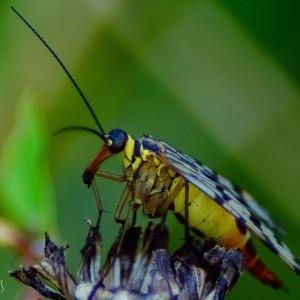 inbound4848785311266031139