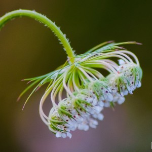 inbound981773216525729811