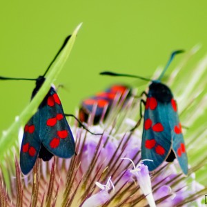 inbound1341860686068671651