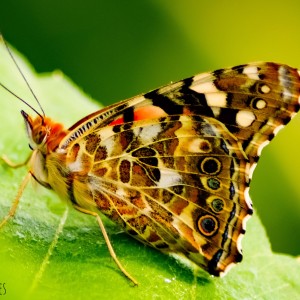 inbound2120627002127409907