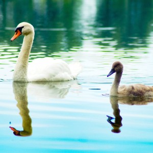 inbound8224333992575195056