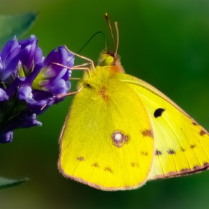 inbound9012037952202274347