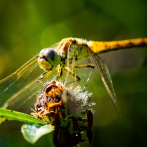 inbound2680864742025619220