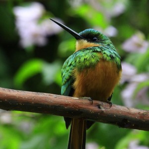 Beija-flor