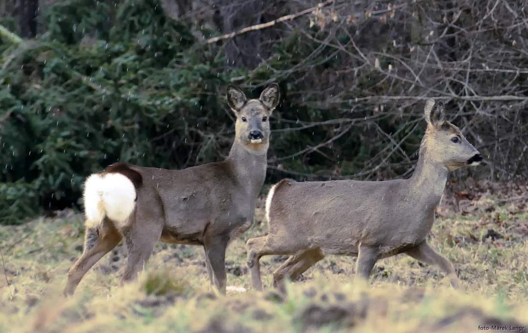 inbound2043305390560870851