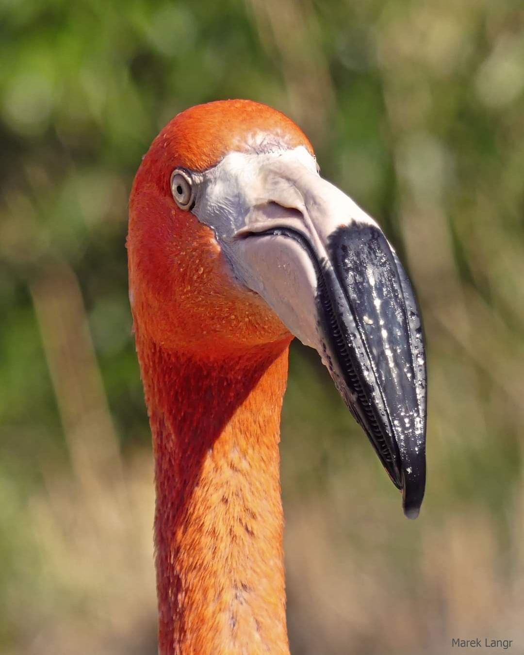 Plameňák karibský (Phoenicopterus ruber)