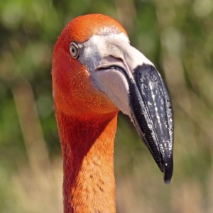 Plameňák karibský (Phoenicopterus ruber)