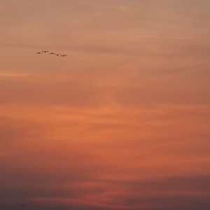 _DSC5491