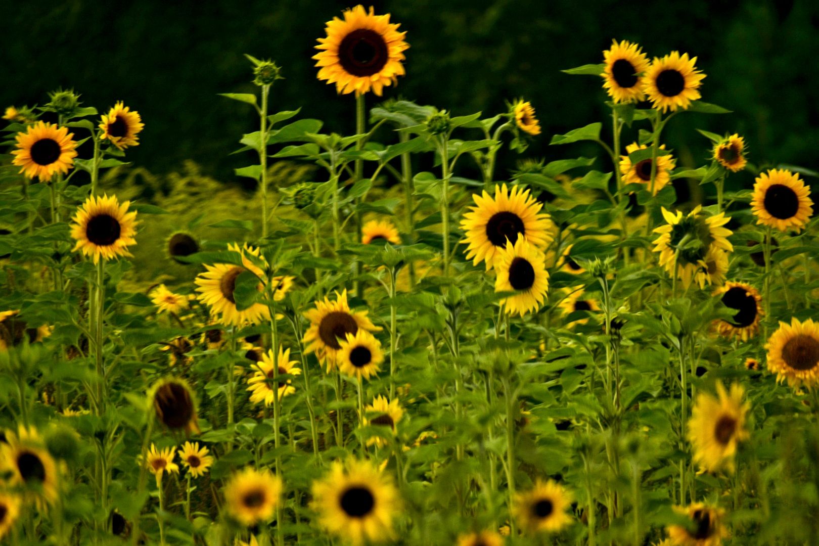 inbound2495541806126277277