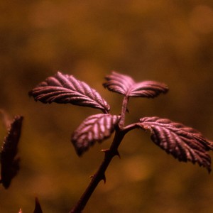 IMG_4245