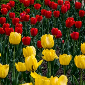 Тюльпаны