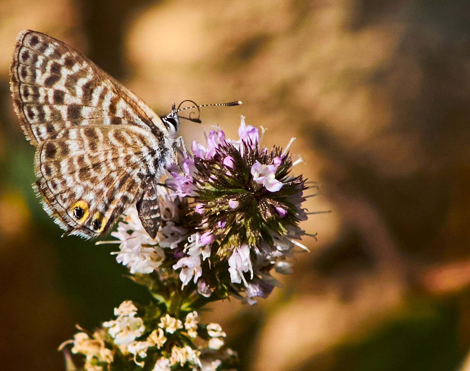 Mariposa
