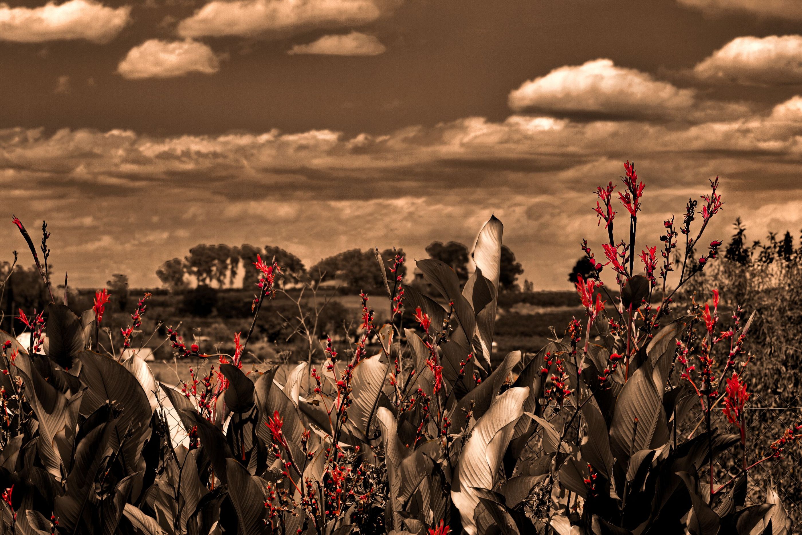 Las Flores Rojas