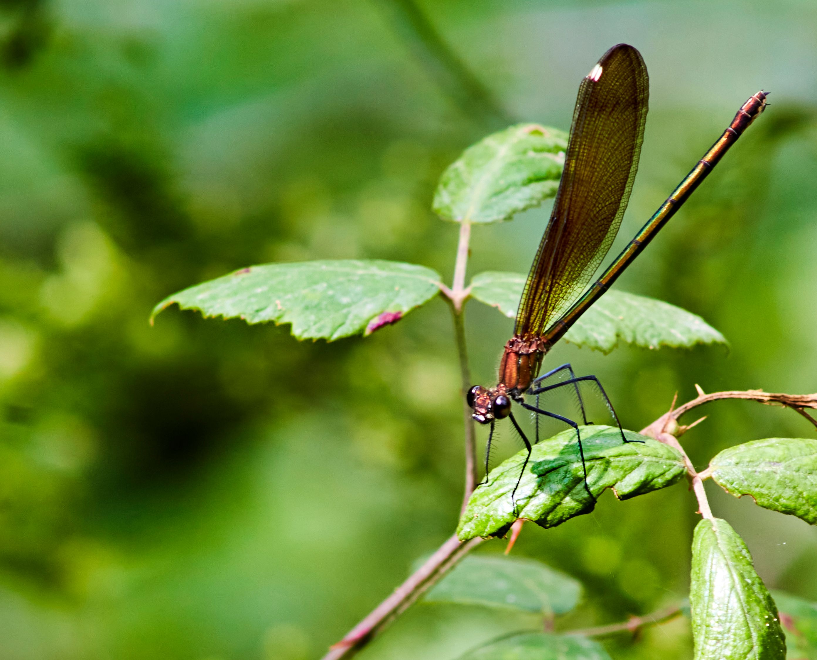 Libélula arcoiris