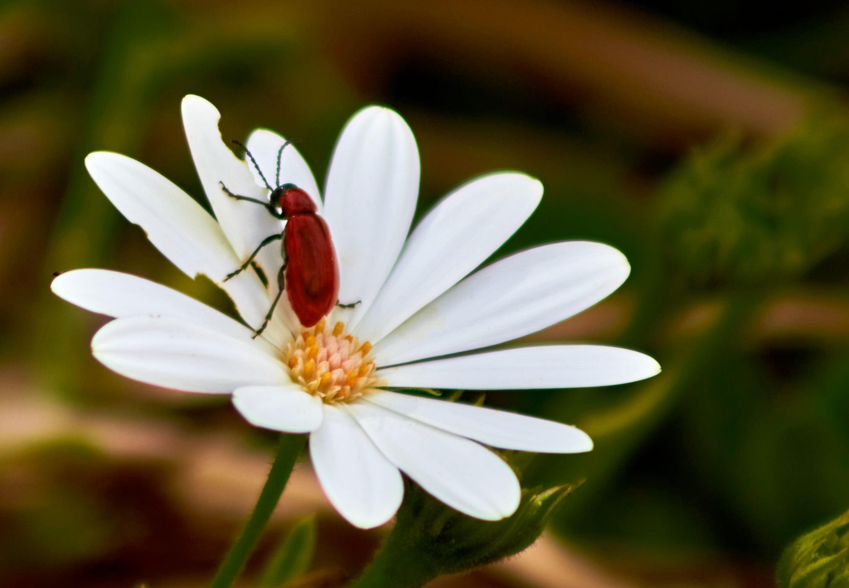 Red in white