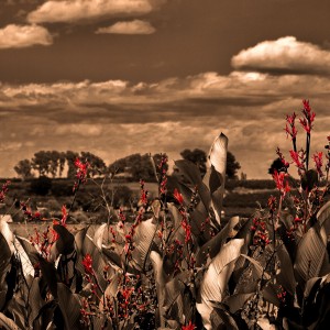 Las Flores Rojas