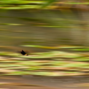 Al vuelo