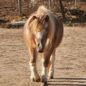 El poney